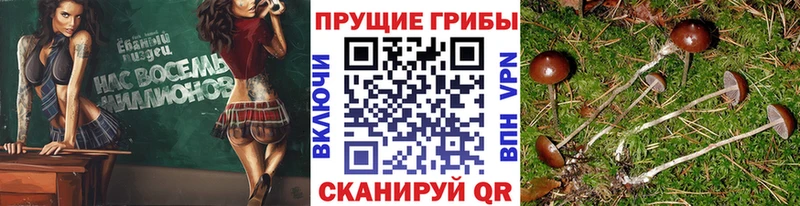 Галлюциногенные грибы Psilocybe  наркота  Волжск 
